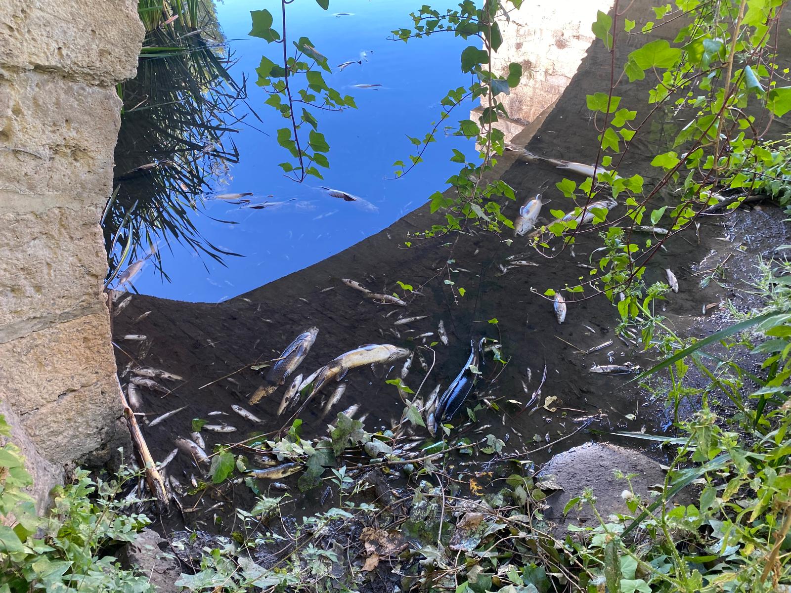 Imagen secundaria 2 - Más zonas del río con los peces muertos.