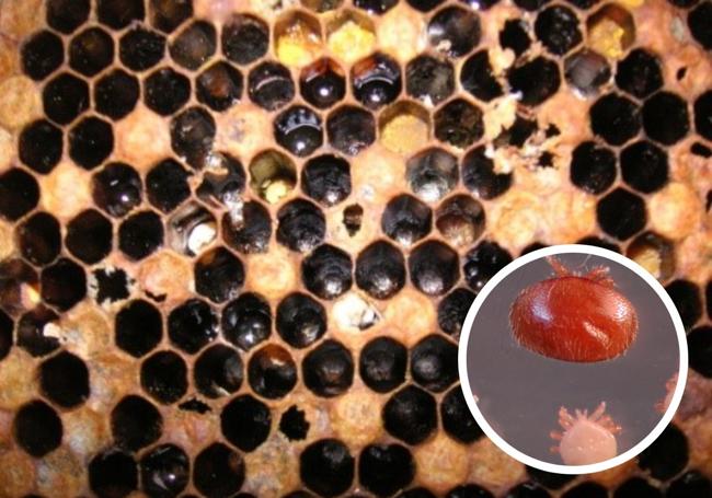 Panal y ácaros de varroa (derecha).