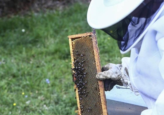 Un apicultor manejando un panal con abejas.