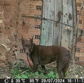 Balto, el perro que corrió hacia su familia tras 21 días desorientado por Burgos