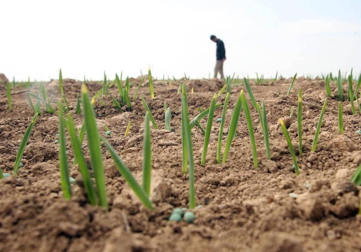 La Junta trabaja con una empresa burgalesa para adaptar nuevos cultivos para celíacos