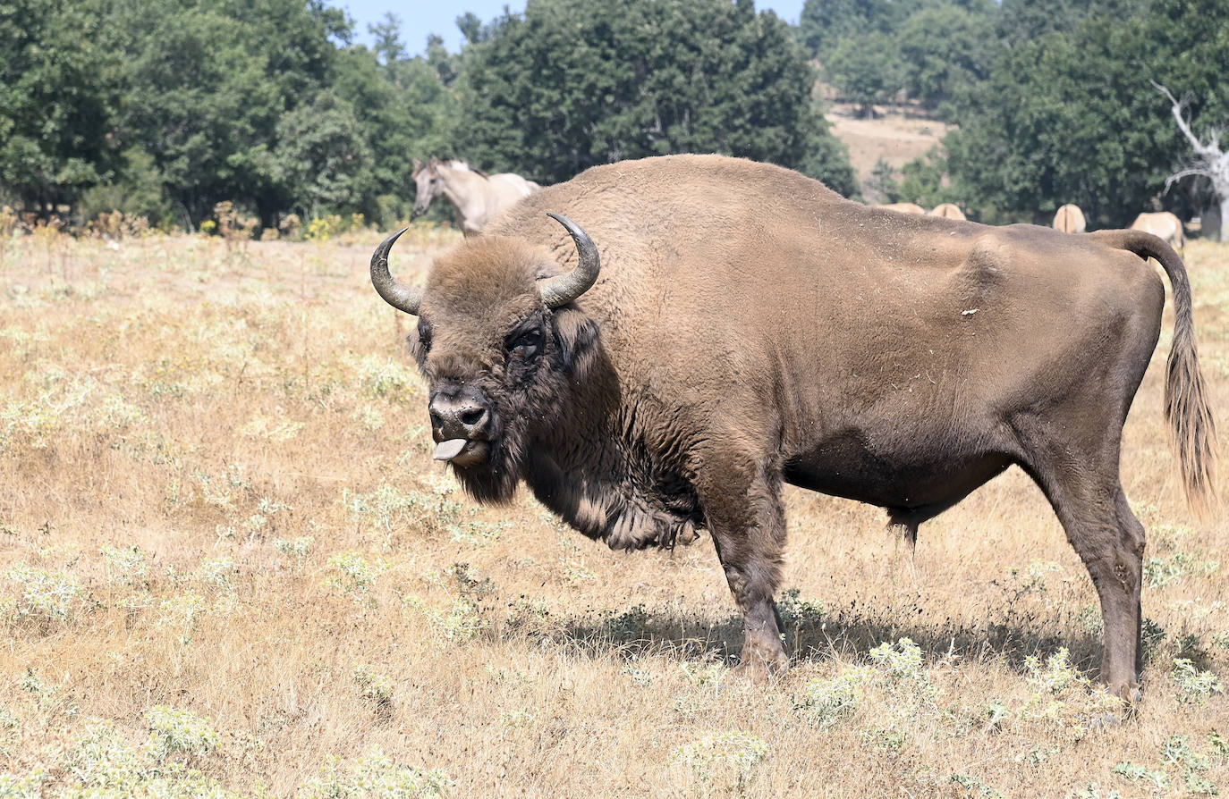 Paleolítico Vivo, refugio de animales prehistóricos en Burgos