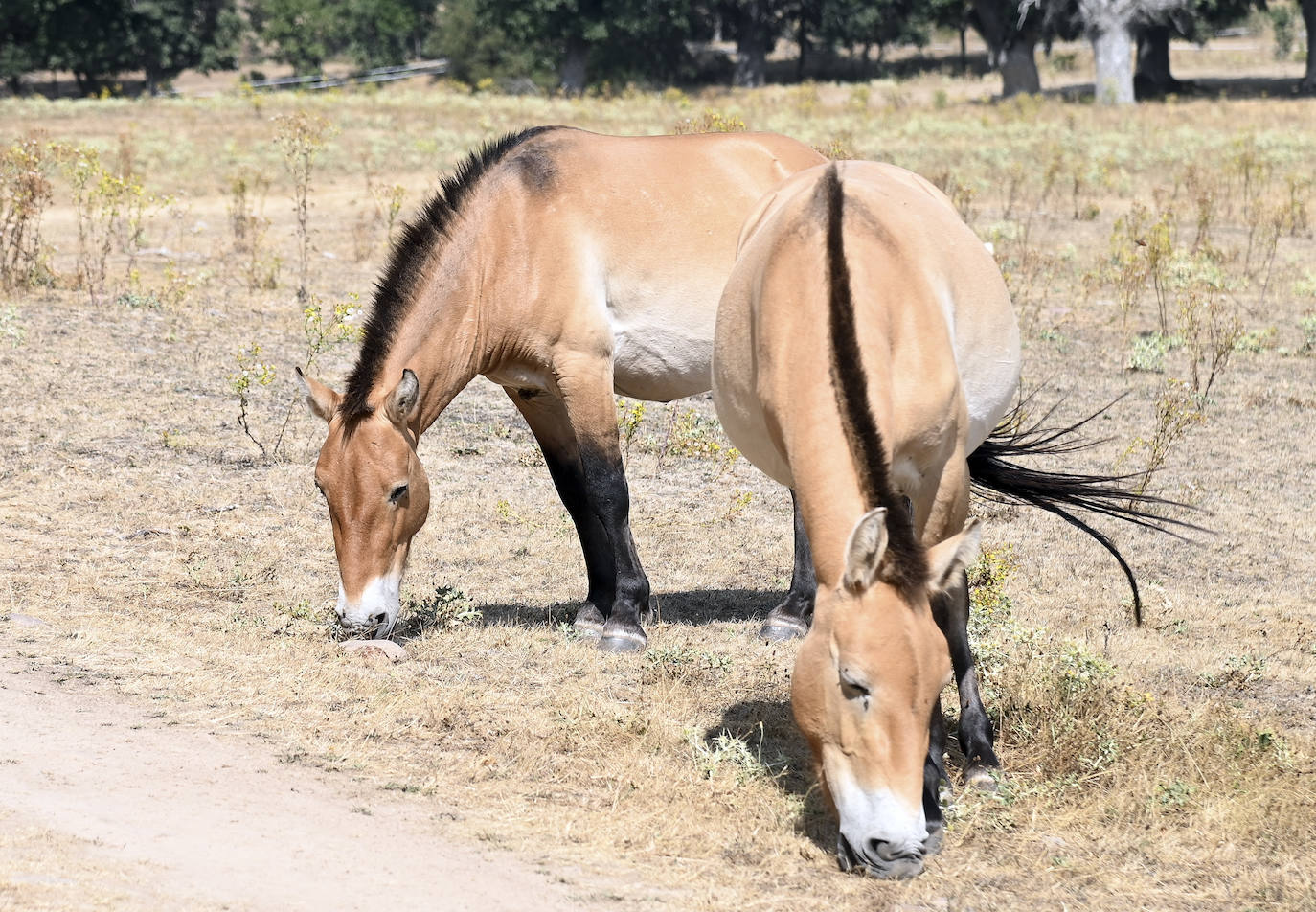 Paleolítico Vivo, refugio de animales prehistóricos en Burgos