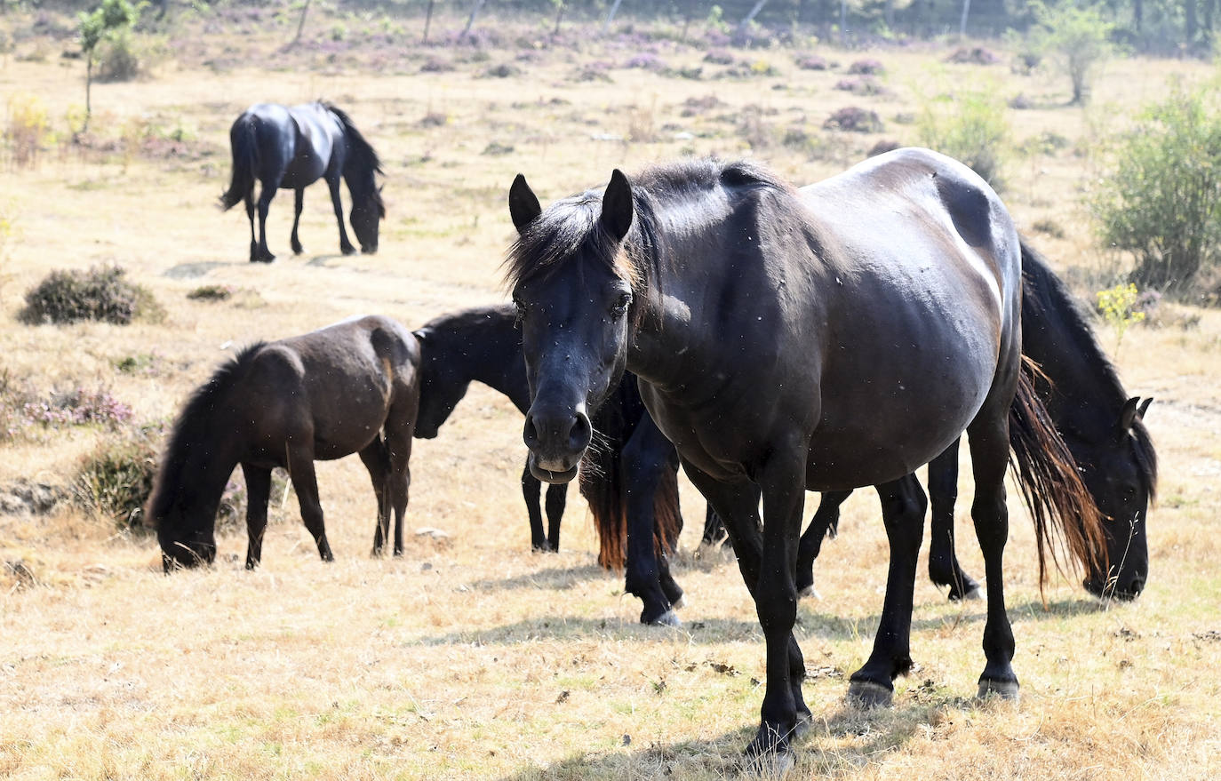 Paleolítico Vivo, refugio de animales prehistóricos en Burgos