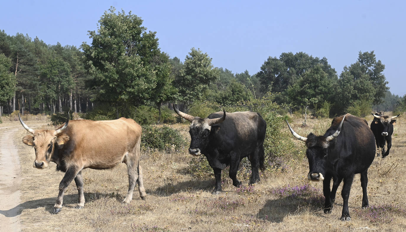 Paleolítico Vivo, refugio de animales prehistóricos en Burgos