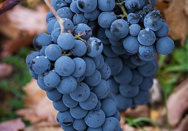 Bodegas Palacio de Lerma.