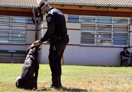 Uno de los perros que forma la unidad canina de Burgos.