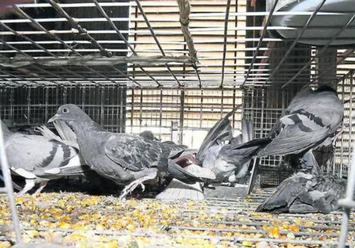 Palomas capturadas en una jaula.