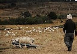 Un oficio en extinción: el futuro de los pastores en Burgos
