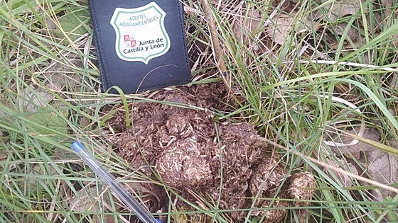 Buscan a un oso joven en Montorio tras hallar excrementos propios de esta especie