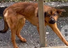 Mut con la brida en el hocico y cuello antes de ser rescatado