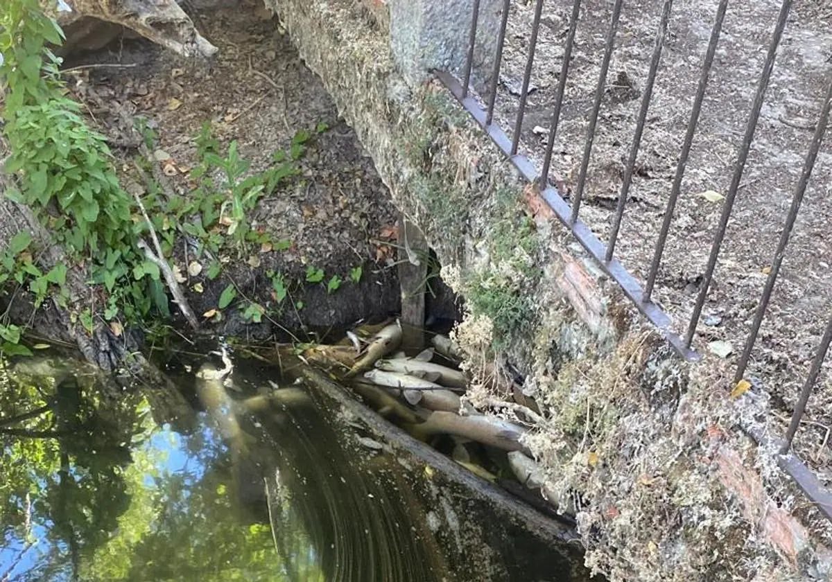 Peces muertos en el cauce del Arlanzón.