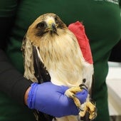 El águila calzada que llegó disparada en Burgos y que pronto volará en libertad