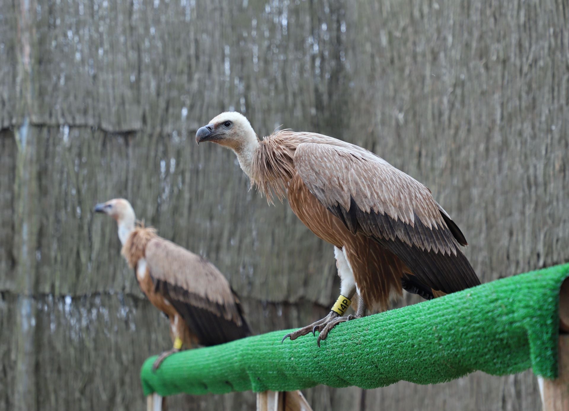 Después de ser curados o cuando ya son mayores, las aves y otros animales pasan a espacios vallados pero al aire libre para acostumbrarse a vivir en semilibertad.