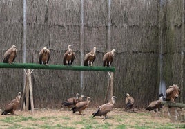 Voladero de buitres en el Centro de Recuperación de Animales Silvestres de Albillos, en Burgos