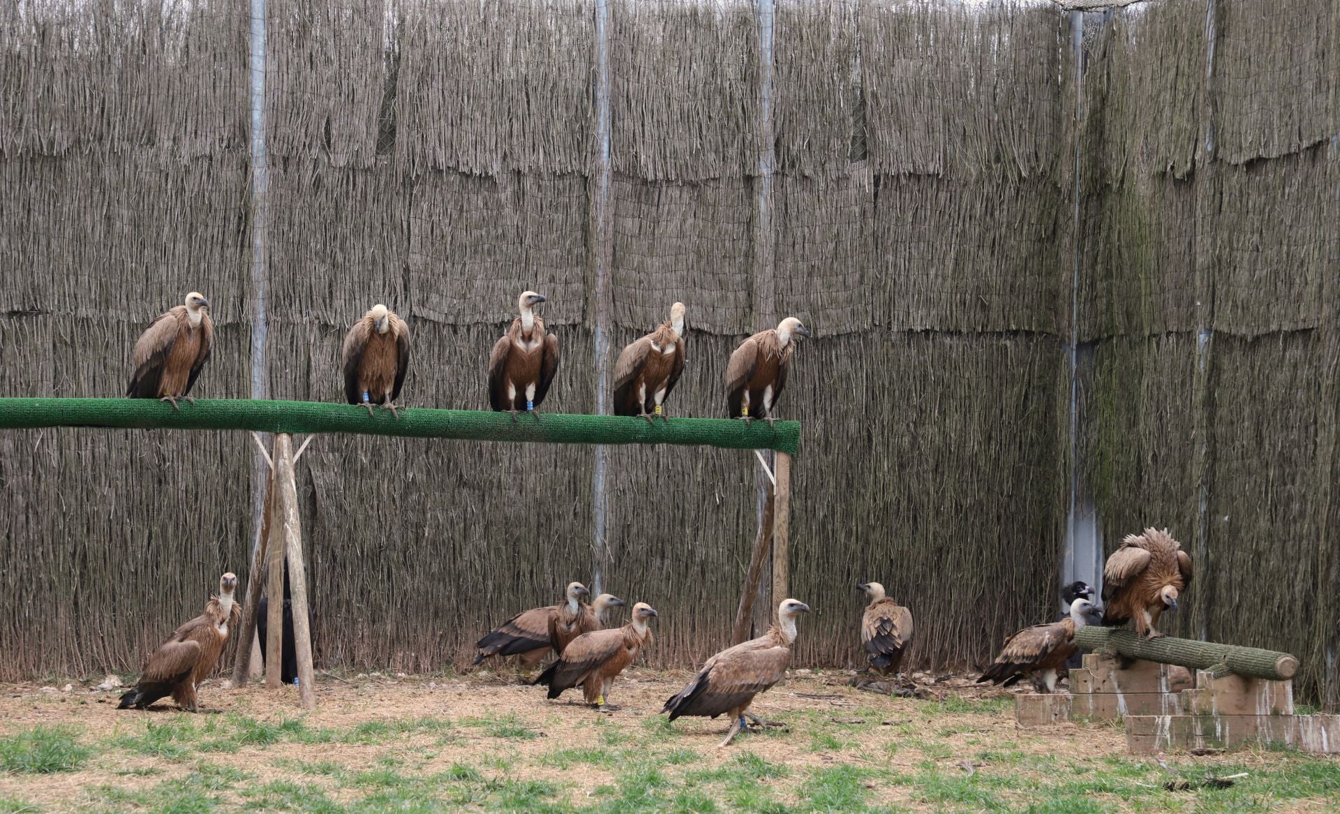 Aquí los animales se ejercitan, aprenden a volar y ganan masa muscular.