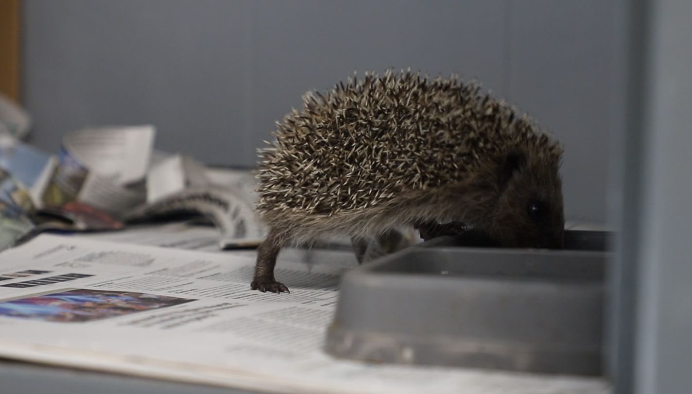 Así es el trabajo del Centro de Recuperación de Animales Silvestres de Burgos