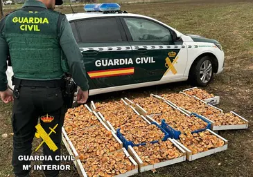 Intervienen en 137 kilos de níscalos recolectados ilegalmente en Burgos