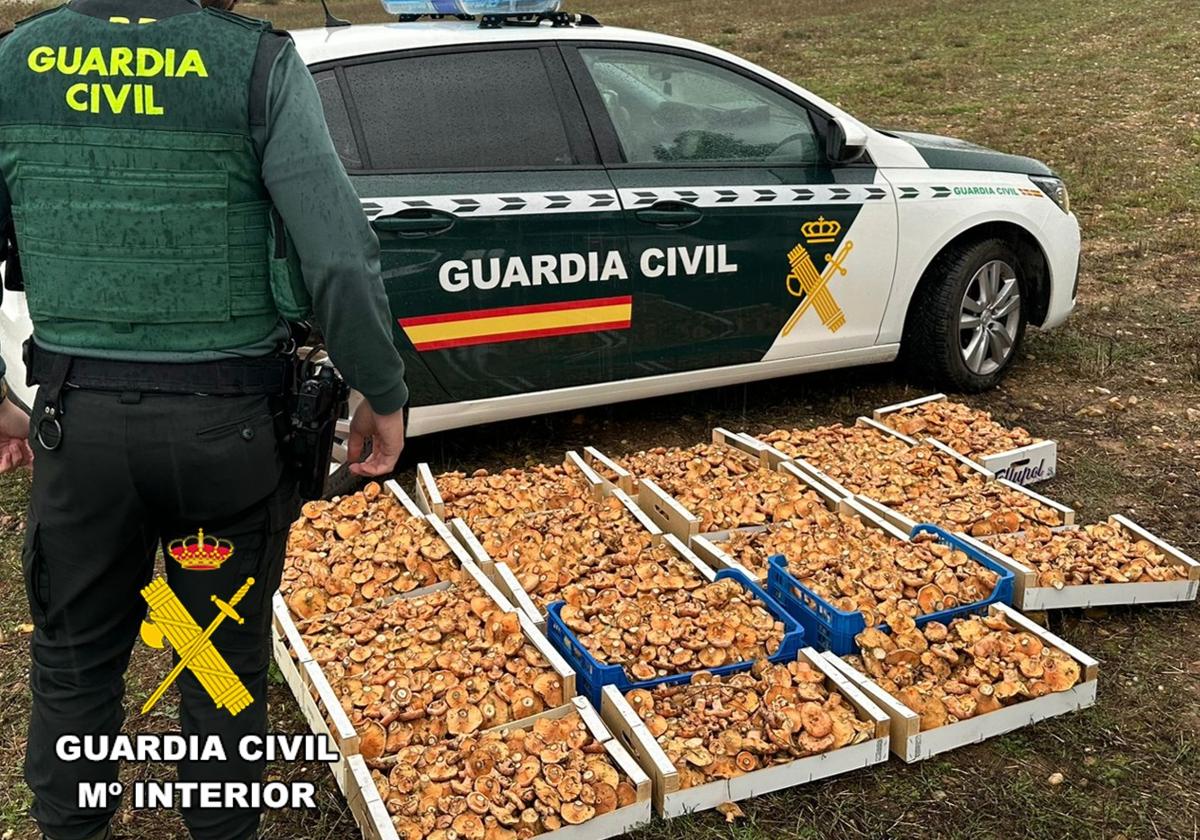 La Guardia CIvil intervino hasta 20 cajas de níscalos.