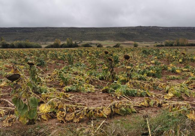 Parcela de girasol afectada por las lluvias en Burgos.