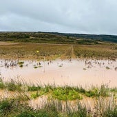 Las lluvias causan pérdidas de 2,5 millones de euros en patatas de siembra en Burgos