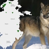 El mapa de los ataques de lobo en Burgos