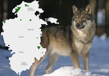 El mapa de los ataques de lobo en Burgos