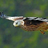 Castilla y León alberga la mayor población de milano real invernante de España