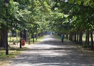 Patrimonio Nacional y Ayuntamiento de Burgos acuerdan talar 15 árboles en el parque del Parral