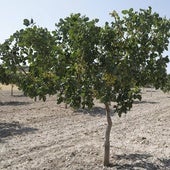 Los pistachos prosperan en Burgos desafiando el clima adverso y los animales salvajes