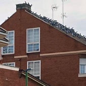 El barrio de Burgos de Villatoro denuncia que sufre una plaga de palomas