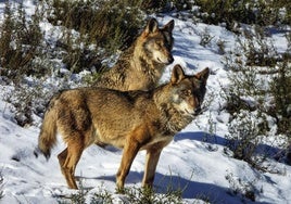 Dos lobos de una manada en un monte de Castilla y León.