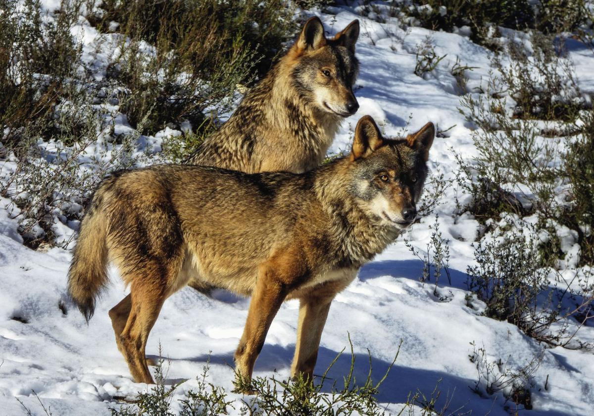 Dos lobos de una manada en un monte de Castilla y León.