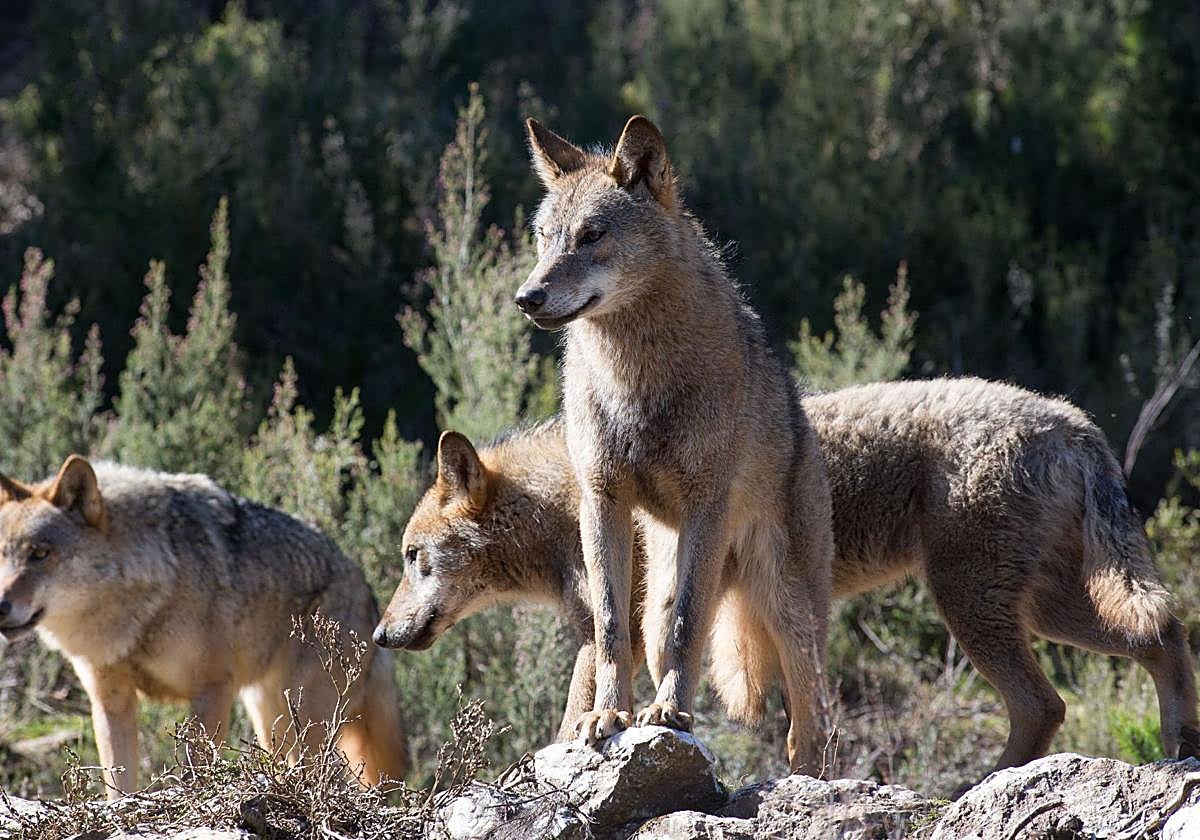 Manada de lobos, en la provincia de Burgos se contabilizan 18.