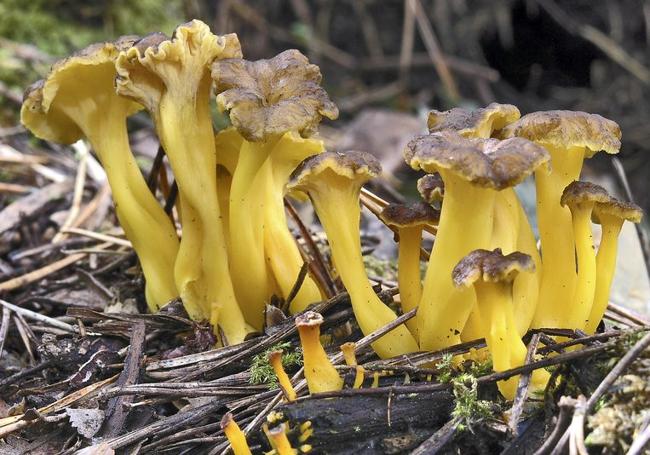 Ejemplares de Cantharellus lutenses.