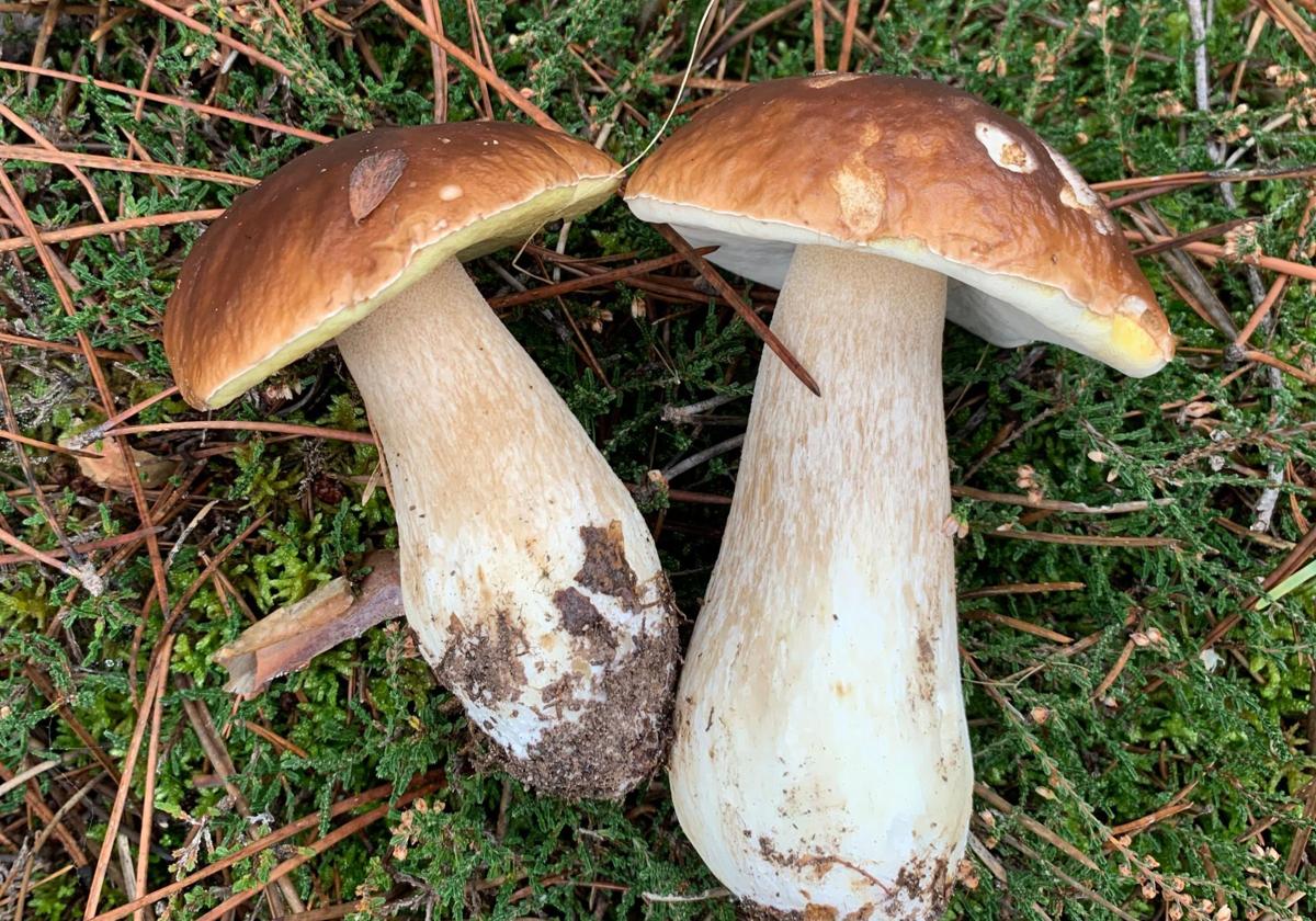 Se han podido recoger cantidades notables de boletus en Burgos este año.