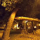 Herido un joven en Burgos tras caerle un árbol encima en el Parque Vara