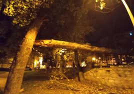 Árbol caido en el Parque Vara