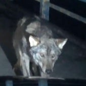 El lobo se cruzó en mitad de la carretera.