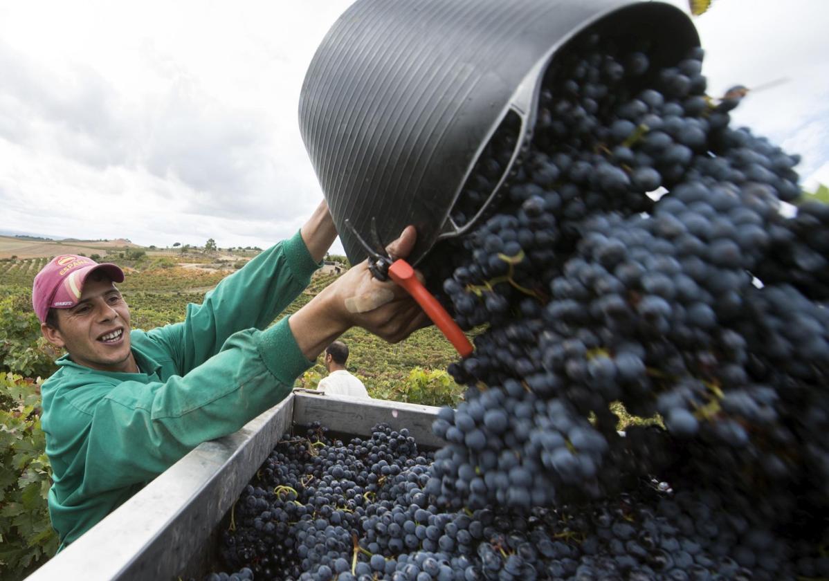 Vendimia en la Ribera del Duero.