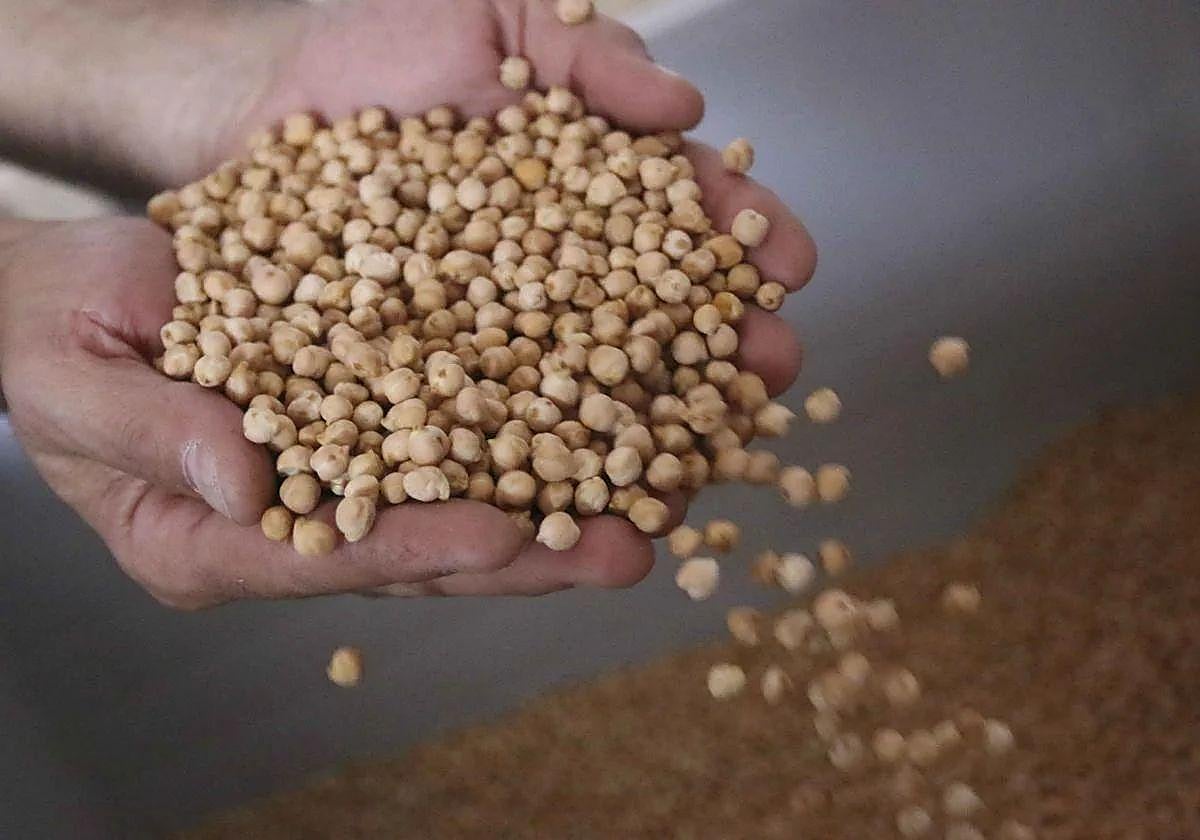 Imagen de archivo de garbanzos.