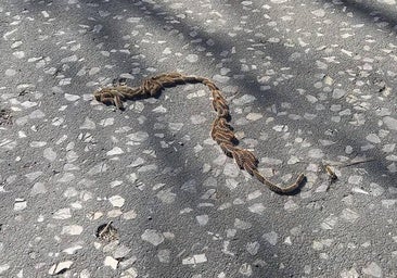 Alertan de la presencia de oruga procesionaria en varias zonas de Burgos