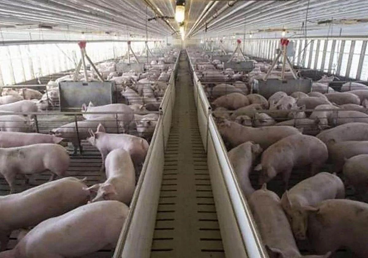Imagen de archivo de una granja de cerdos.
