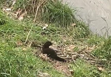 Un avistamiento poco común: un visón americano se pasea por el río en Burgos