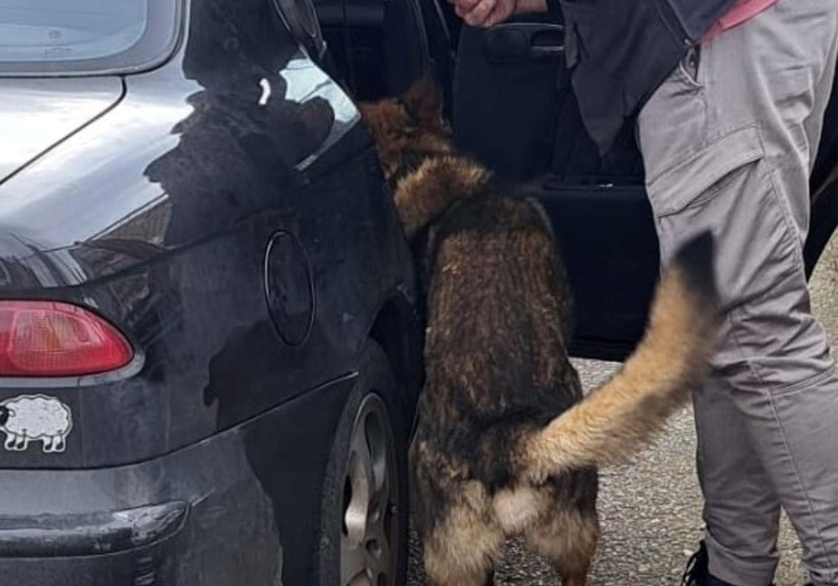 El perro de la Guardia Civil revisa el coche del detenido.