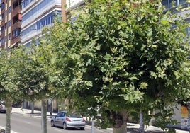 Los plataneros de sombra son las especies que más problemas están causando ya a los alérgicos.