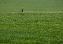 Un agricultor recorre su campo de trigo.