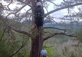 Los agentes medioambientales acceden al nido abandonado ubicado en lo alto de un pino en Huerta de Arriba.