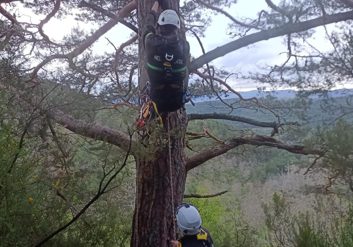 Recuperan en un pueblo de Burgos un huevo de buitre negro de un nido abandonado
