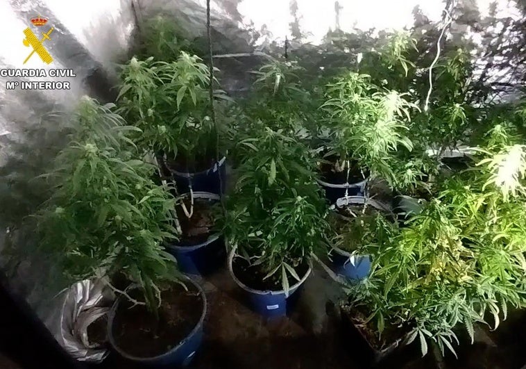 Se han desmantelado dos plantaciones interiores.